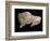 Paleolithic carving of a bison. Artist: Unknown-Unknown-Framed Giclee Print