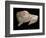 Paleolithic carving of a bison. Artist: Unknown-Unknown-Framed Giclee Print