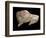 Paleolithic carving of a bison. Artist: Unknown-Unknown-Framed Giclee Print