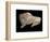 Paleolithic carving of a bison. Artist: Unknown-Unknown-Framed Giclee Print