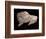 Paleolithic carving of a bison. Artist: Unknown-Unknown-Framed Giclee Print