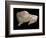 Paleolithic carving of a bison. Artist: Unknown-Unknown-Framed Giclee Print