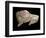 Paleolithic carving of a bison. Artist: Unknown-Unknown-Framed Giclee Print