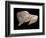 Paleolithic carving of a bison. Artist: Unknown-Unknown-Framed Giclee Print