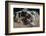 Paleolithic mammoth hunter's hut-Unknown-Framed Photographic Print