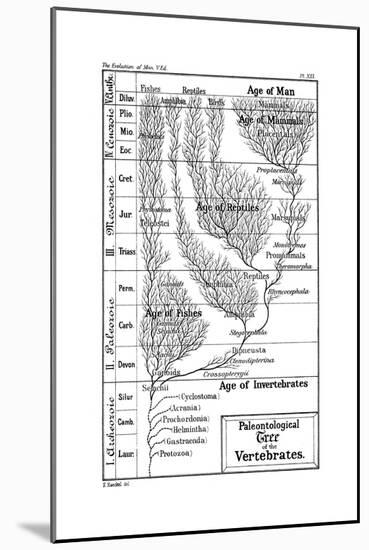 Paleontological Tree of Vertebrates, 1910-Ernst Heinrich Philipp August Haeckel-Mounted Giclee Print