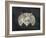 Paleontology - Cretaceous-The Vintage Collection-Framed Giclee Print