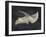 Paleontology - Prorsus-The Vintage Collection-Framed Giclee Print