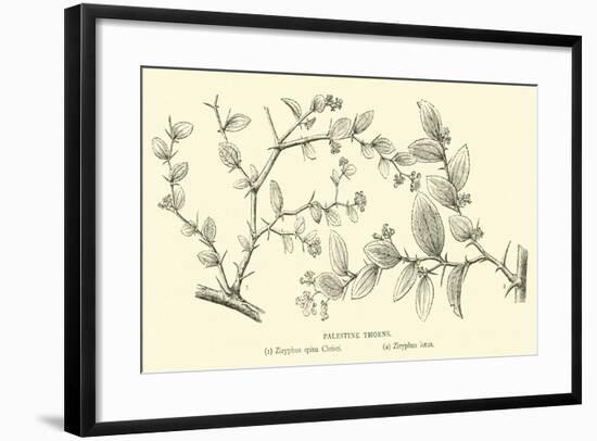 Palestine Thorns-null-Framed Giclee Print