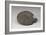 Palette en forme de tortue avec la tête seule indiquée-null-Framed Giclee Print
