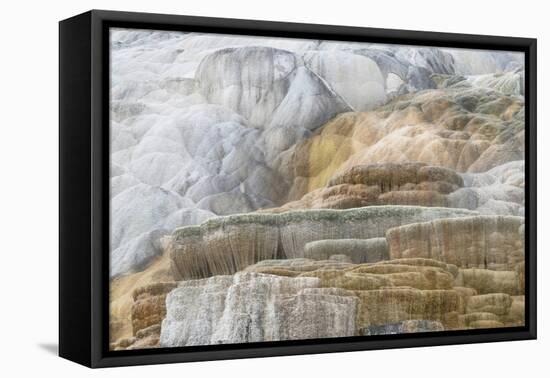 Palette Spring Terraces composed of travertine deposits colored by bacteria. Mammoth Hot Springs-Alan Majchrowicz-Framed Premier Image Canvas