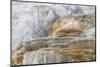 Palette Spring Terraces composed of travertine deposits colored by bacteria. Mammoth Hot Springs-Alan Majchrowicz-Mounted Photographic Print
