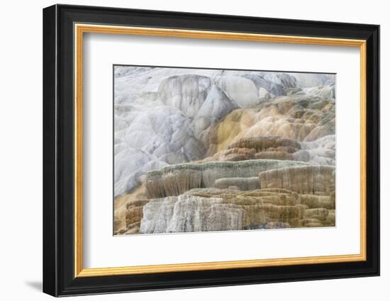 Palette Spring Terraces composed of travertine deposits colored by bacteria. Mammoth Hot Springs-Alan Majchrowicz-Framed Photographic Print