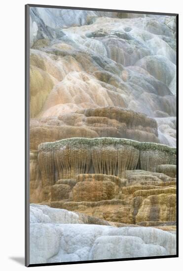 Palette Spring Terraces composed of travertine deposits colored by bacteria. Mammoth Hot Springs-Alan Majchrowicz-Mounted Photographic Print