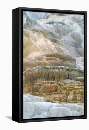 Palette Spring Terraces composed of travertine deposits colored by bacteria. Mammoth Hot Springs-Alan Majchrowicz-Framed Premier Image Canvas