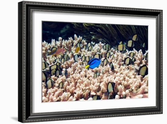 Palette Surgeonfish Over Coral-Georgette Douwma-Framed Photographic Print