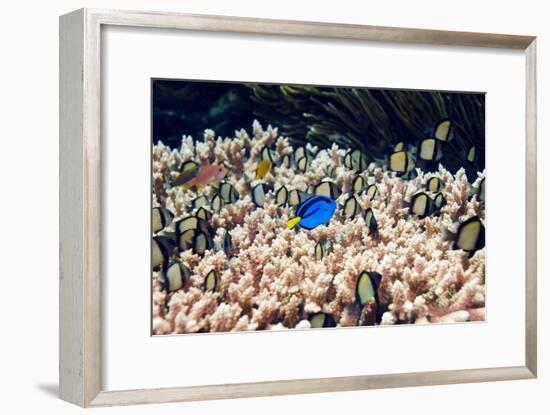 Palette Surgeonfish Over Coral-Georgette Douwma-Framed Photographic Print