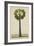 Palinyra Tree, 1800-10-null-Framed Giclee Print