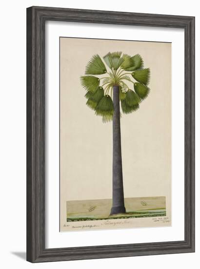 Palinyra Tree, 1800-10-null-Framed Giclee Print