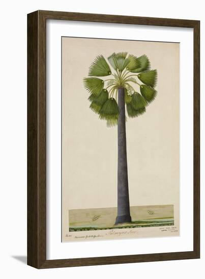 Palinyra Tree, 1800-10-null-Framed Giclee Print