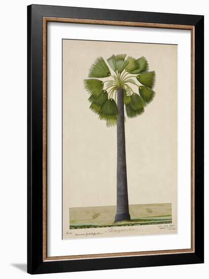 Palinyra Tree, 1800-10-null-Framed Giclee Print