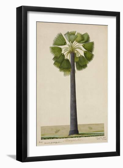 Palinyra Tree, 1800-10-null-Framed Giclee Print