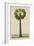 Palinyra Tree, 1800-10-null-Framed Giclee Print