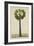 Palinyra Tree, 1800-10-null-Framed Giclee Print