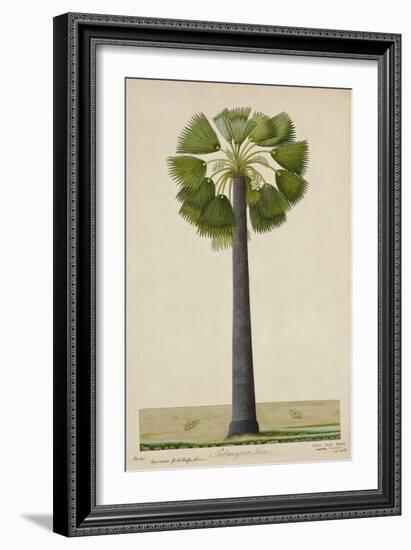 Palinyra Tree, 1800-10-null-Framed Giclee Print