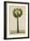 Palinyra Tree, 1800-10-null-Framed Giclee Print