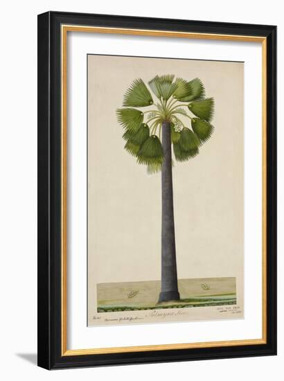 Palinyra Tree, 1800-10-null-Framed Giclee Print