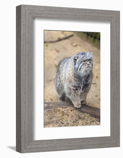 Pallas Cat-Charlie Harding-Framed Photographic Print