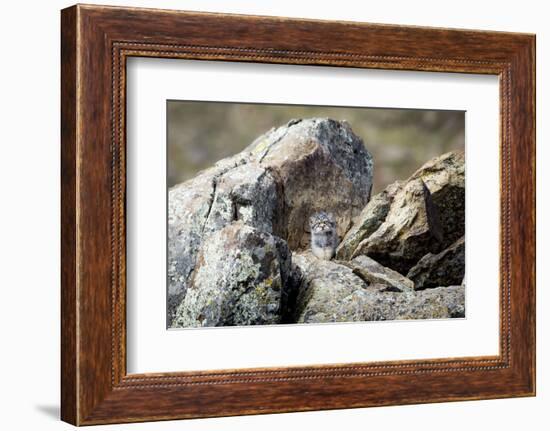 Pallas's cat kitten waiting for mother to return, Mongolia-Paul Williams-Framed Photographic Print