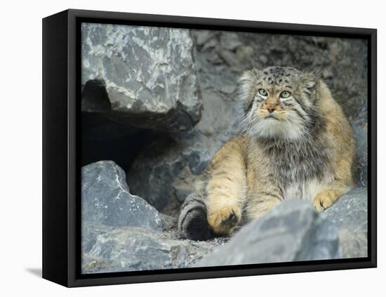 Pallas's Cat, Manul (Otocolobus Manul or Felis Manul)-Andres Morya Hinojosa-Framed Premier Image Canvas