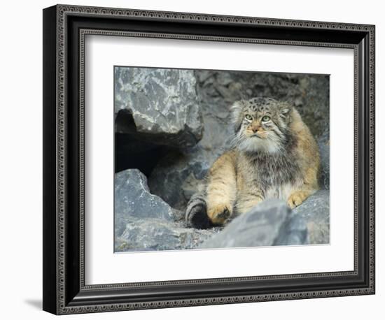 Pallas's Cat, Manul (Otocolobus Manul or Felis Manul)-Andres Morya Hinojosa-Framed Photographic Print