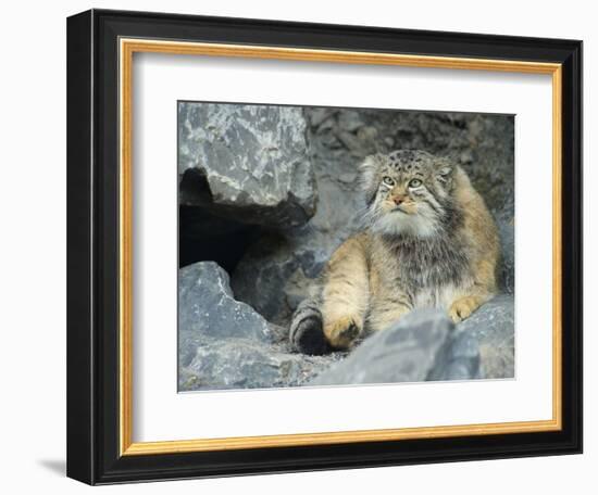 Pallas's Cat, Manul (Otocolobus Manul or Felis Manul)-Andres Morya Hinojosa-Framed Photographic Print