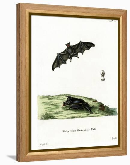 Pallas's Long-Tongued Bat-null-Framed Premier Image Canvas