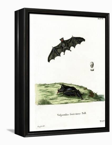 Pallas's Long-Tongued Bat-null-Framed Premier Image Canvas