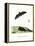 Pallas's Long-Tongued Bat-null-Framed Premier Image Canvas