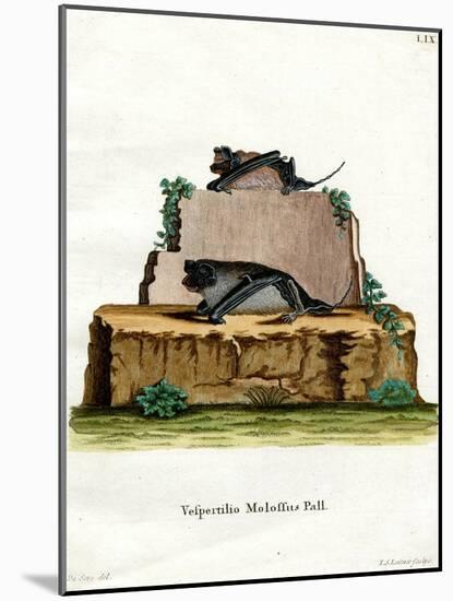 Pallas's Mastiff Bat-null-Mounted Giclee Print