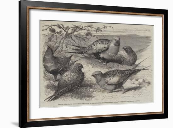 Pallas Sand-Grouse (Syrrhaptes Paradoxus) in the Zoological Society's Gardens, Regent's Park-William Stephen Coleman-Framed Giclee Print