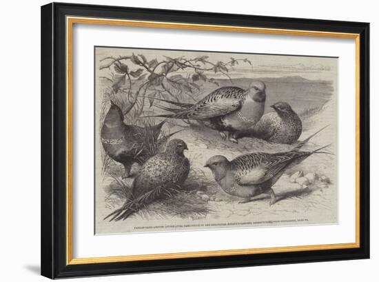 Pallas Sand-Grouse (Syrrhaptes Paradoxus) in the Zoological Society's Gardens, Regent's Park-William Stephen Coleman-Framed Giclee Print