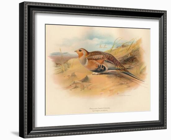 Pallass Sand-Grouse (Syrrhaptes paradoxus), 1900, (1900)-Charles Whymper-Framed Giclee Print