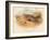 Pallass Sand-Grouse (Syrrhaptes paradoxus), 1900, (1900)-Charles Whymper-Framed Giclee Print