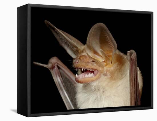 Pallid Bat (Antrozous Pallidus) in Captivity, Hidalgo County, New Mexico, USA, North America-James Hager-Framed Premier Image Canvas