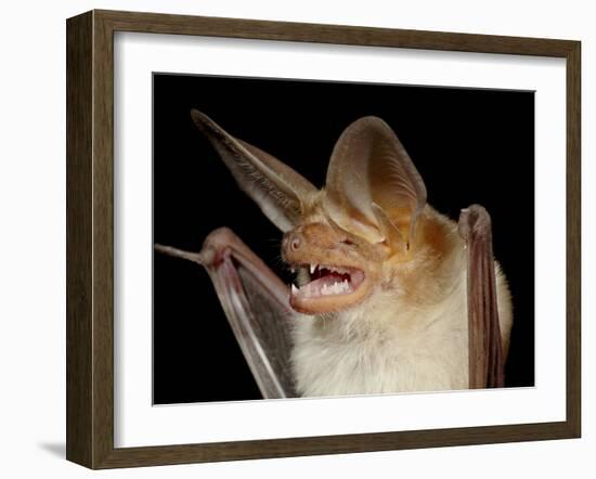 Pallid Bat (Antrozous Pallidus) in Captivity, Hidalgo County, New Mexico, USA, North America-James Hager-Framed Photographic Print
