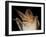 Pallid Bat (Antrozous Pallidus) in Captivity, Hidalgo County, New Mexico, USA, North America-James Hager-Framed Photographic Print