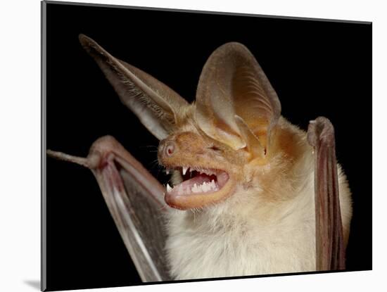 Pallid Bat (Antrozous Pallidus) in Captivity, Hidalgo County, New Mexico, USA, North America-James Hager-Mounted Photographic Print