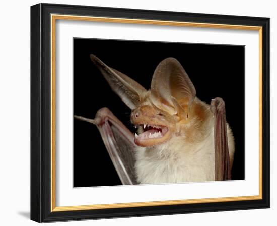 Pallid Bat (Antrozous Pallidus) in Captivity, Hidalgo County, New Mexico, USA, North America-James Hager-Framed Photographic Print