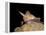 Pallid Bat (Antrozous Pallidus) in Captivity, Hidalgo County, New Mexico, USA, North America-James Hager-Framed Premier Image Canvas